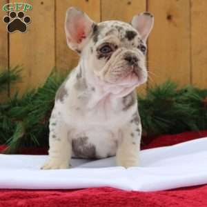 Cookie, Frenchton Puppy